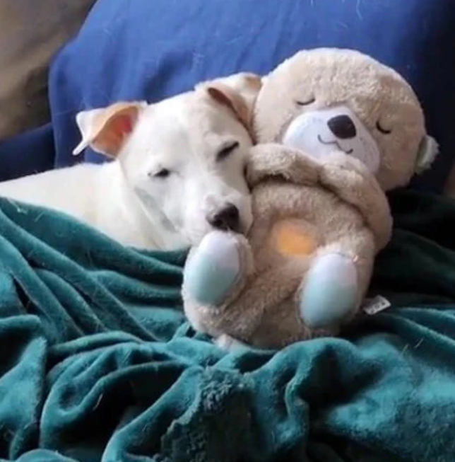 Calming Otter Plush | Instant Relief for Puppies and Kittens from Stress & Anxiety